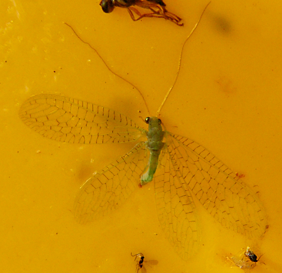 Chrysopa da identificare
